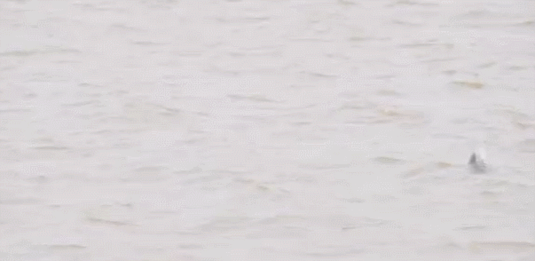 640.gif